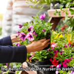 The Benefits Of Plant Nurseries Webfreen.com